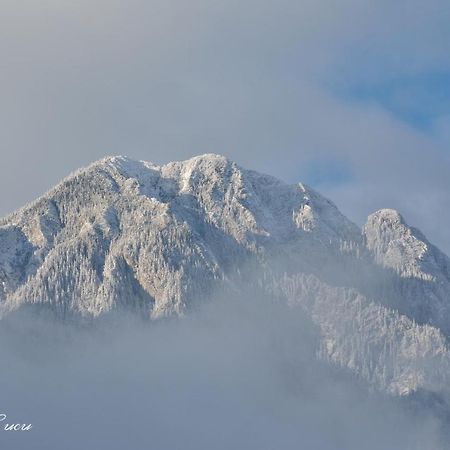 Pensiunea 3 Brazi Zărneşti Exteriér fotografie