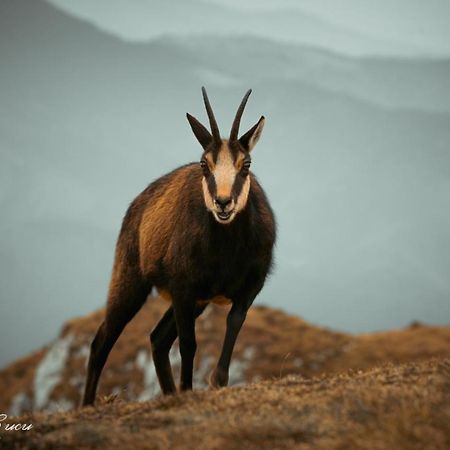 Pensiunea 3 Brazi Zărneşti Exteriér fotografie